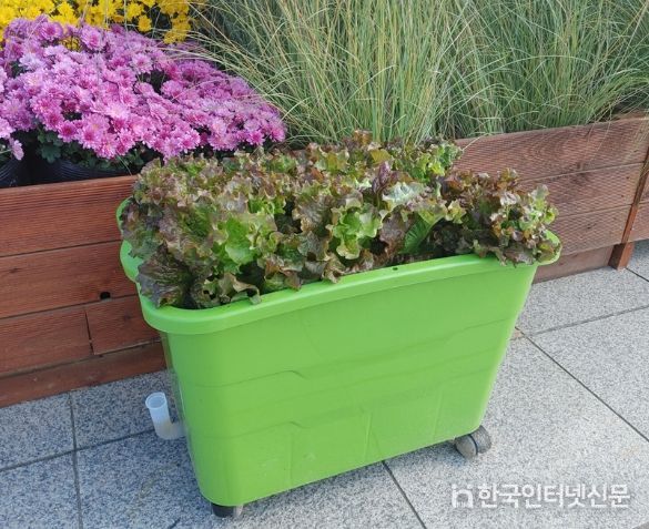 상추가 심긴 상자텃밭의 모습