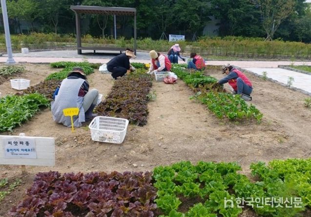 미추홀구, 친환경 텃밭 상추 나눔 실천해
