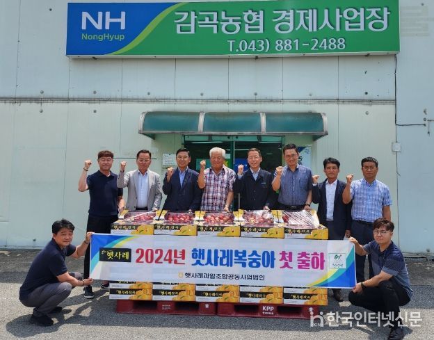 음성군 명품 농작물 감곡 복숭아 첫 출하