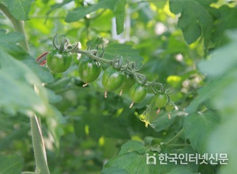 무주군, 대추방울토마토 스마트 테스트베드 활용 실증 재배