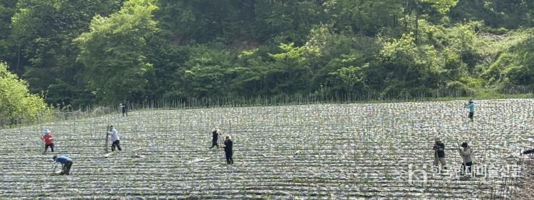 진안군 백운면, 농촌 일손돕기 실시