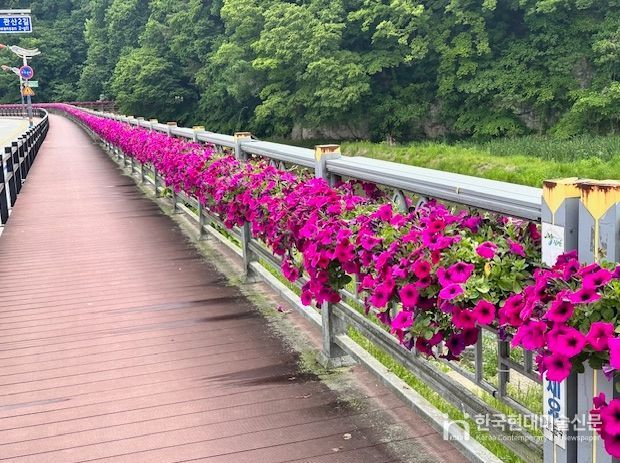 진안군, 진안천변 및 시장교 난간 꽃길 조성