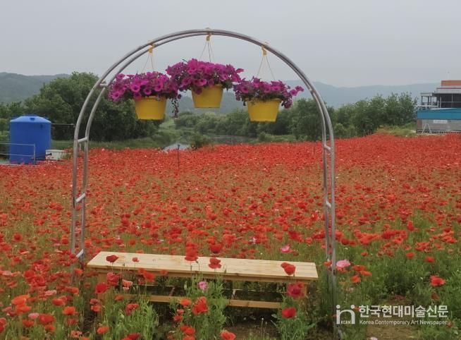 공주시 신풍면, 관상용 양귀비꽃 만개 ‘눈길’