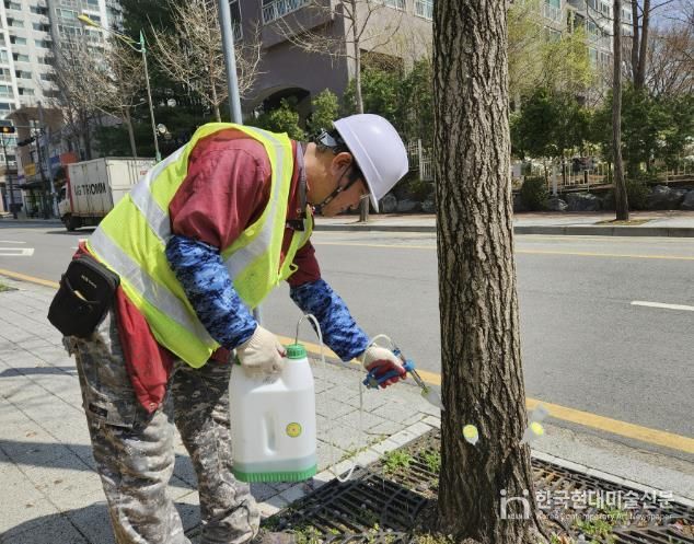 은행나무 수간주사 주입 모습