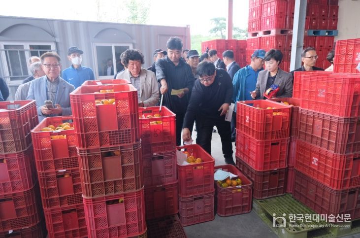 영동군, 공정한 감 거래로 감고을 명성 이어간다