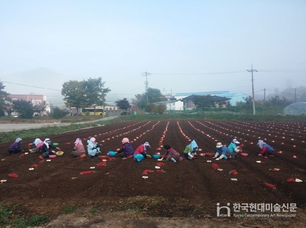 충북농기원, 가을철 마늘 파종 준비 철저 당부