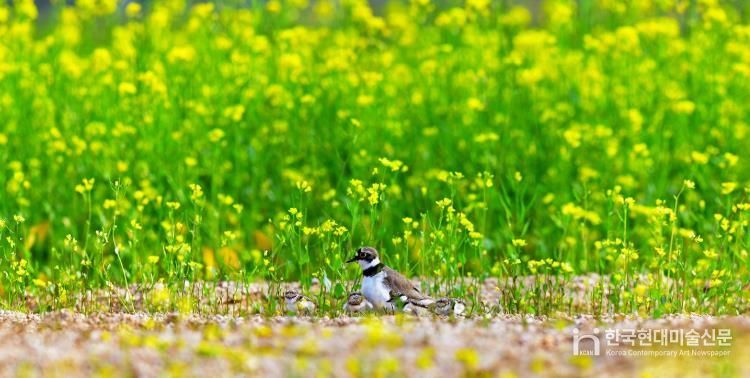 (양양생태사진연구회) 꼬마물떼새_선종용