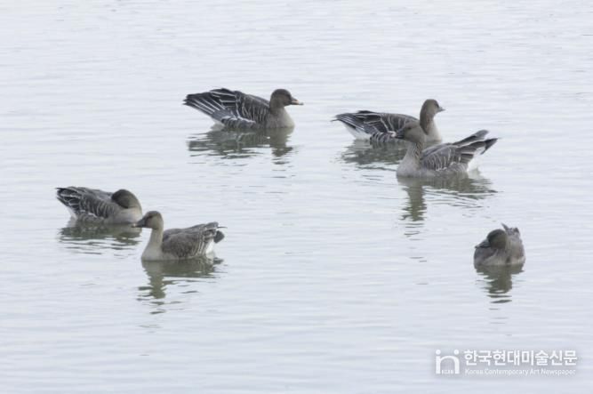 의왕 조류생태과학관, 멸종위기종‘큰기러기’왕송호수에 찾아와