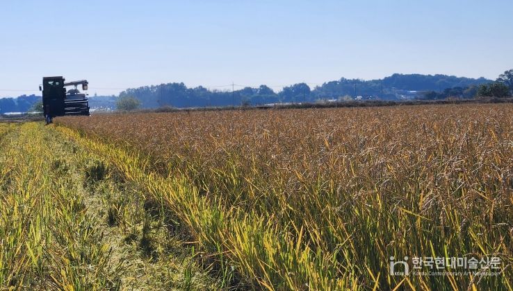 한번 모내기로 두번 수확 ‘움벼 재배’ 성공