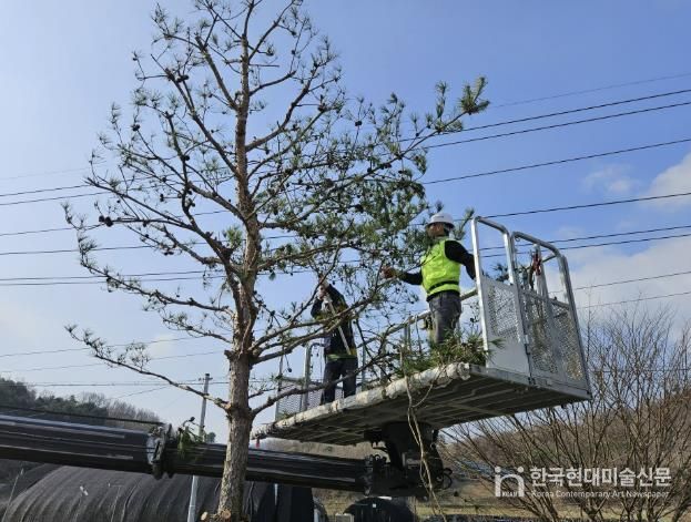 괴산군, ‘동절기 가로수 가지치기’실시… 도심 가로환경 개선