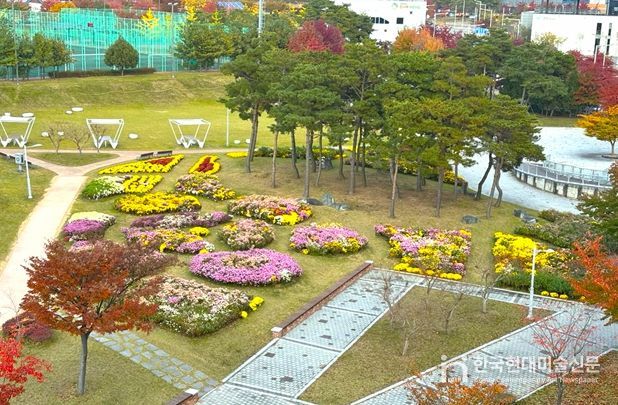 신서중앙공원 국화 식재