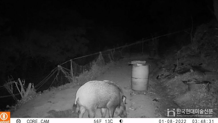 옹진군, 「멧돼지 등 포획을 위한 유해야생동물 피해방지단」파견