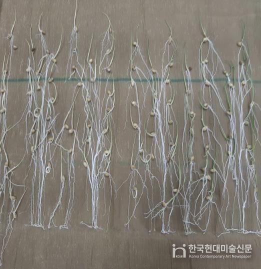 종자 발아율 검사