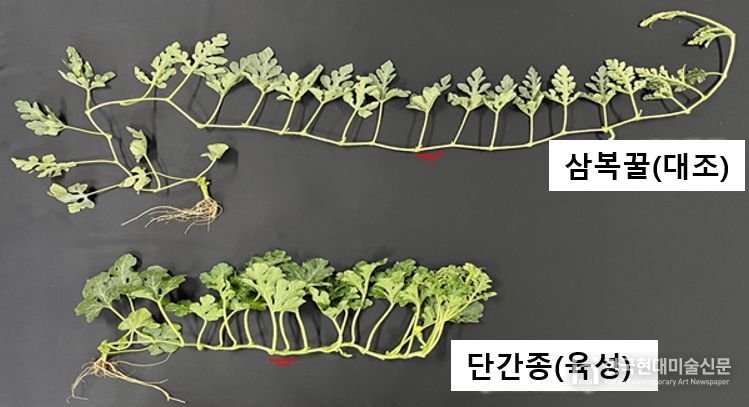 <기존품종과 개발품종의 덩굴길이 비교>