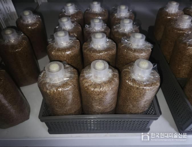 청주시농기센터, 약용버섯 ‘복령’ 종균 생산 첫걸음