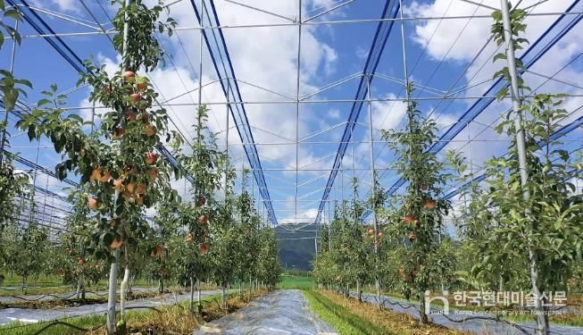 보은군, 스마트 과수원 특화단지 조성 공모사업 선정...충북 최초 스마트 과수원 특화단지 조성