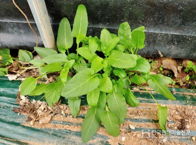 시설수박 병해충 관리, 수확 후 하우스 관리부터 - 잡초사진