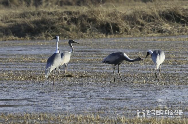새끼에게 먹이를 먹이는 재두루미 가족