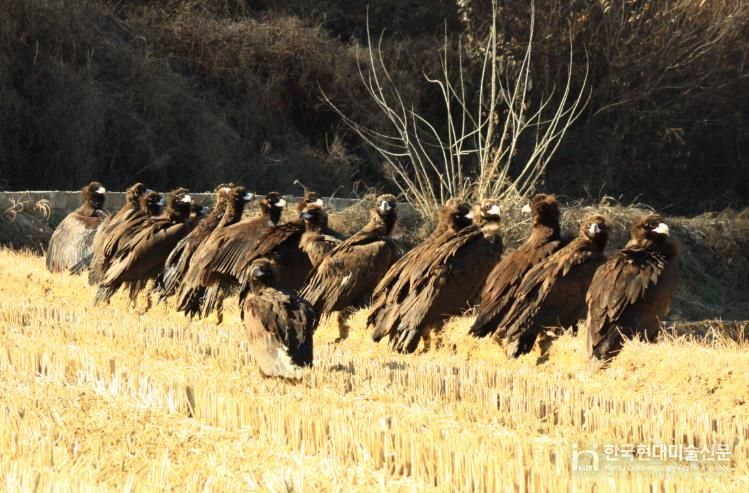 남원 보절면 신파제 일원에 천연기념물 독수리 100여 마리 2년째 월동