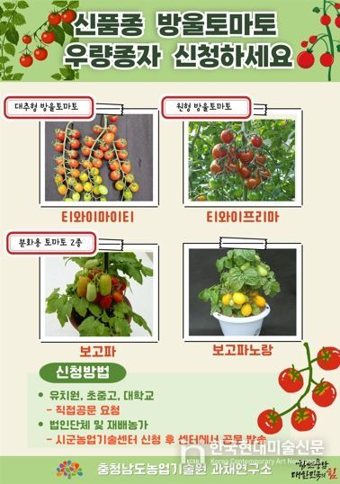 신품종 방울토마토 우량종자 신청하세요