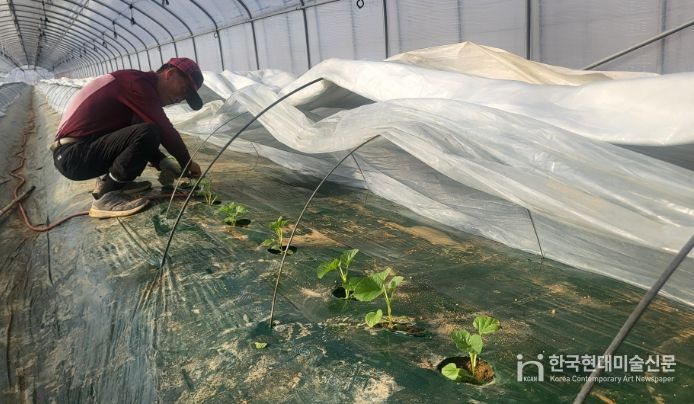 1. 천안지역 농업인 이필영씨가 하늘그린 멜론을 2차 정식하고 있다.