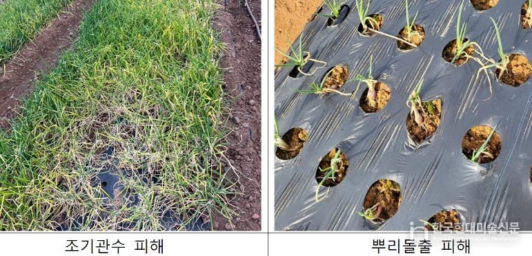 충남도 겨울철 쪽파 생육재생기 관리법