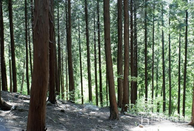 성주산자연휴양림 편백나무숲