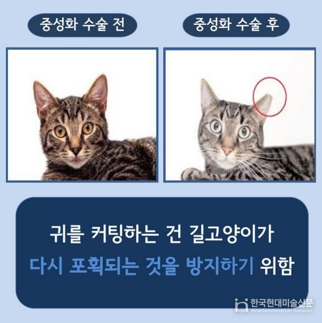 길고양이 중성화(TNR) 사업 안내 사진