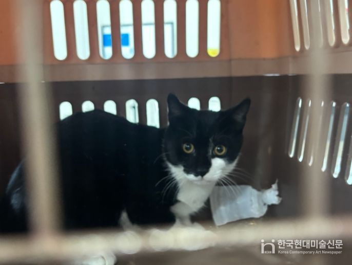 중성화 수술을 위해 포획된 길고양이.