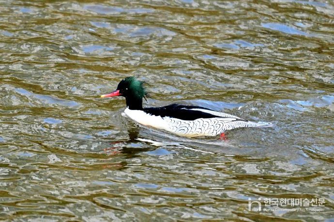 성동구와 사회적협동조합 한강은 최근 중랑천-청계천 합류부에서 호사비오리 수컷 1개체와 암컷 2개체가 먹이활동과 휴식을 하는 모습을 확인했다.(사진은 중랑천-청계천 합류부에서 발견된 호사비오리 수컷)
