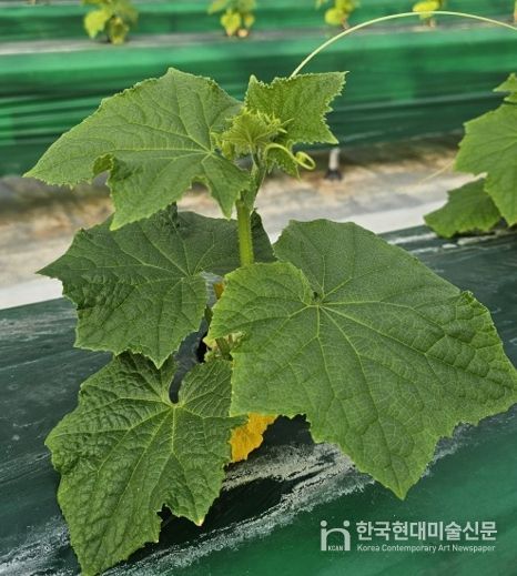 시설채소 최대 골칫거리 없앤다