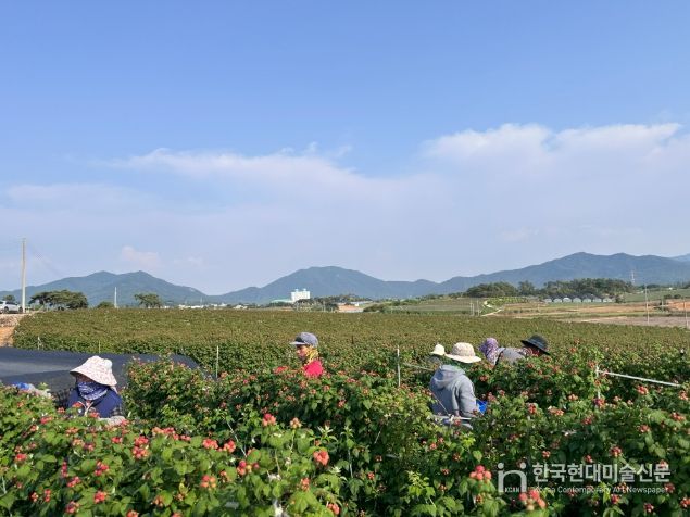 고창 복분자 재배