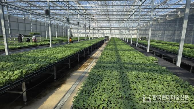 음성군, 올해 수박 농사 시작!...다올찬 수박 육묘 본격 출하