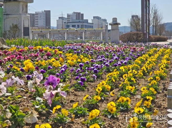 임실읍, 주요 도로변 계절꽃 식재, 쾌적한 거리환경 조성
