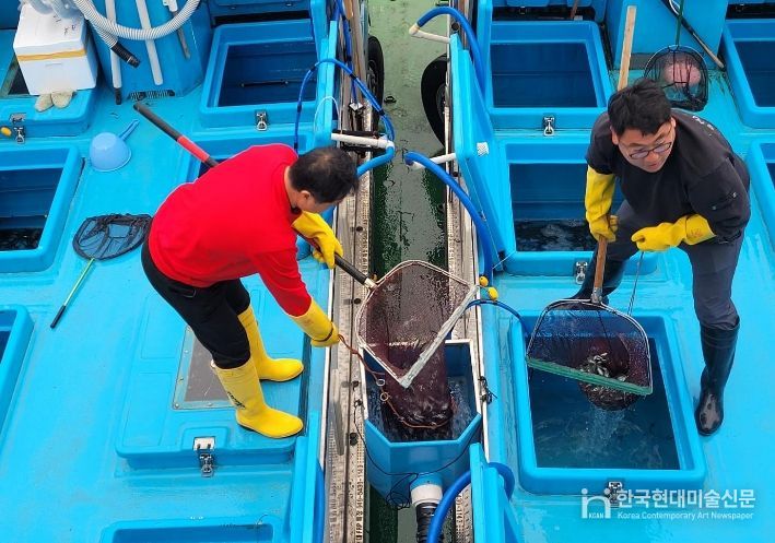 옹진군, 점농어 종자 16만마리 방류, 자원조성사업 시작
