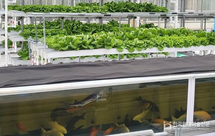 경기도농업기술원, ‘아쿠아포닉스 상추 친환경 관리 매뉴얼’ 발간