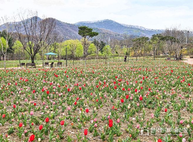 10만 송이 튤립으로 물든 천안