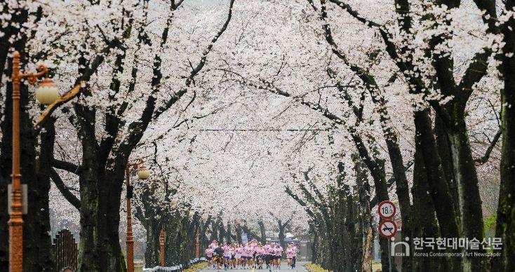진안군, 우중(雨中) 속 신비로운 벚꽃 러닝.. '2026 진안 벚꽃&웰니스 힐링 런트립' 성료
