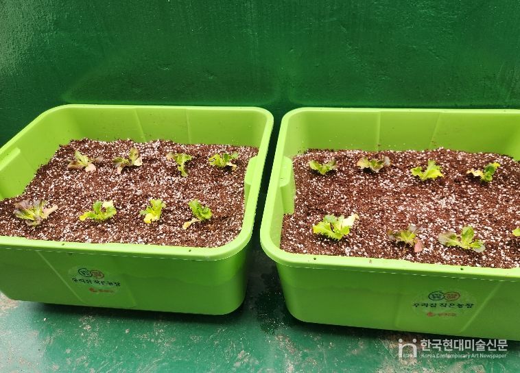 동작구 분양 ‘상자텃밭’