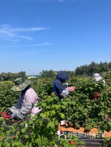 복분자 수확현장