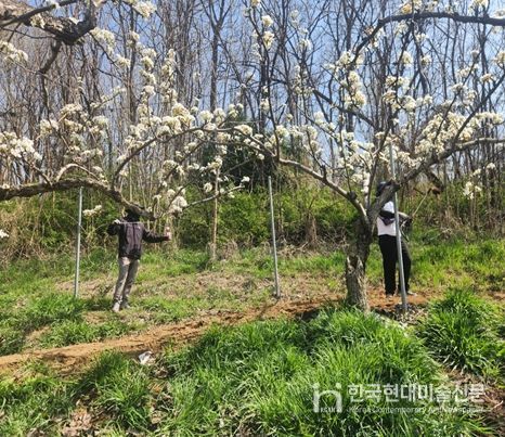 영농철 맞아‘배 인공수분’ 일손돕기